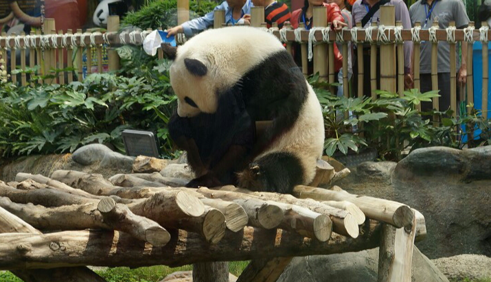 大熊猫福苑遭游客泼水后续，大熊猫花花被游客泼水